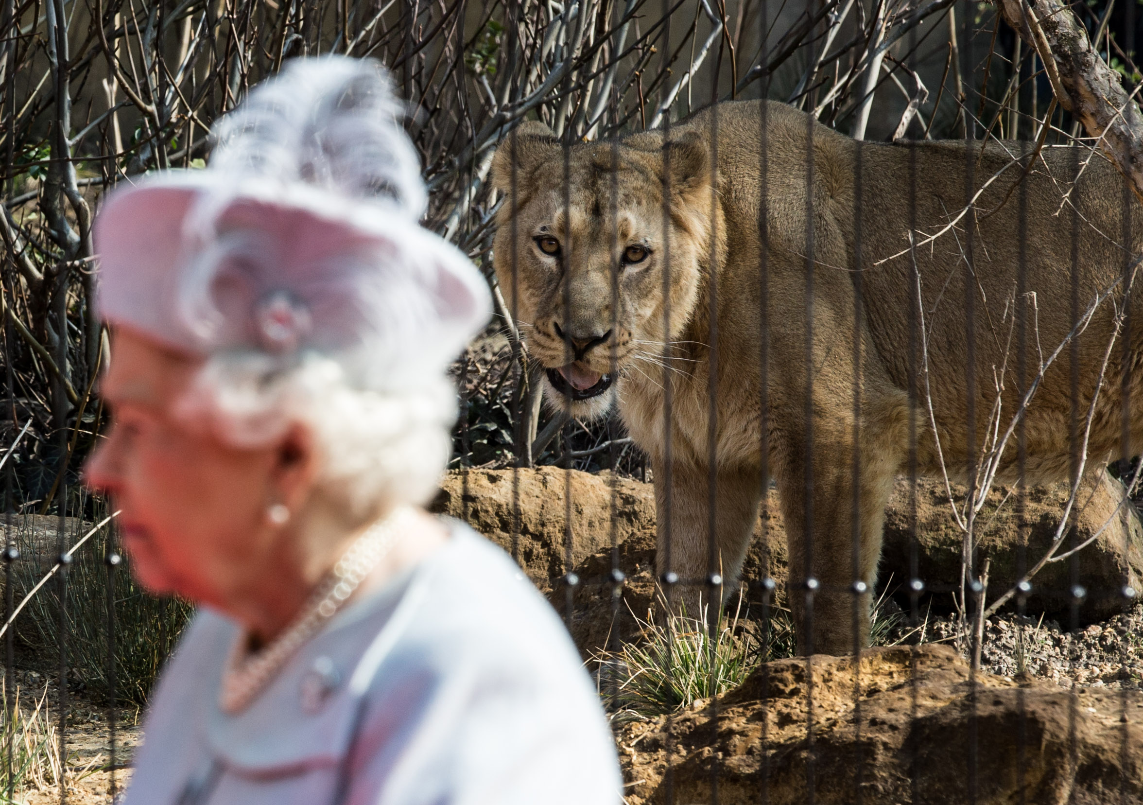  Queen Elizabeth II and an Asiatic Lion at the opening of London Zoo's 'Land of the Lions' 